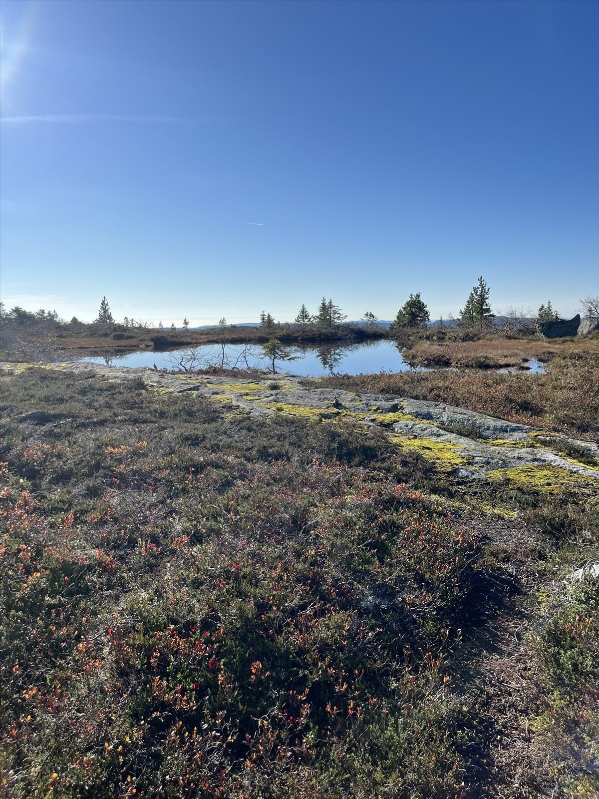 Selgers eget bilde. Galleribilde