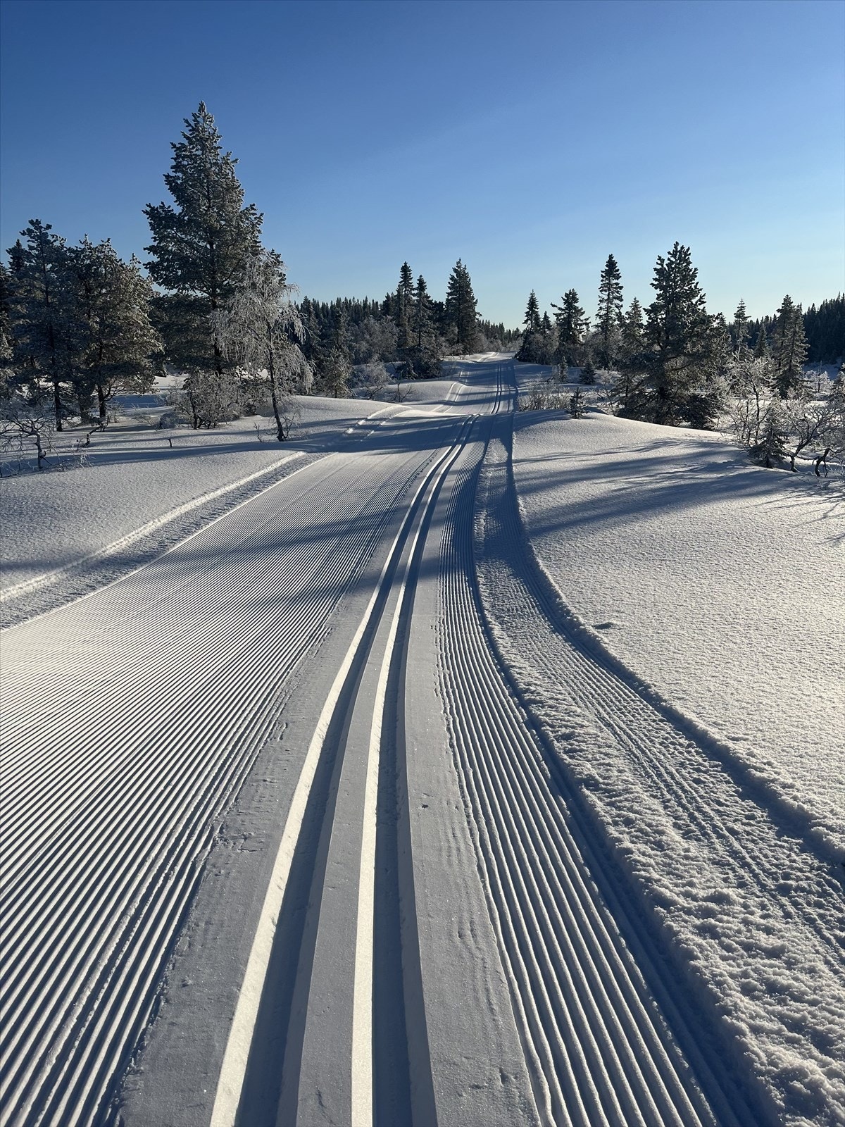 Selgers eget bilde. Galleribilde