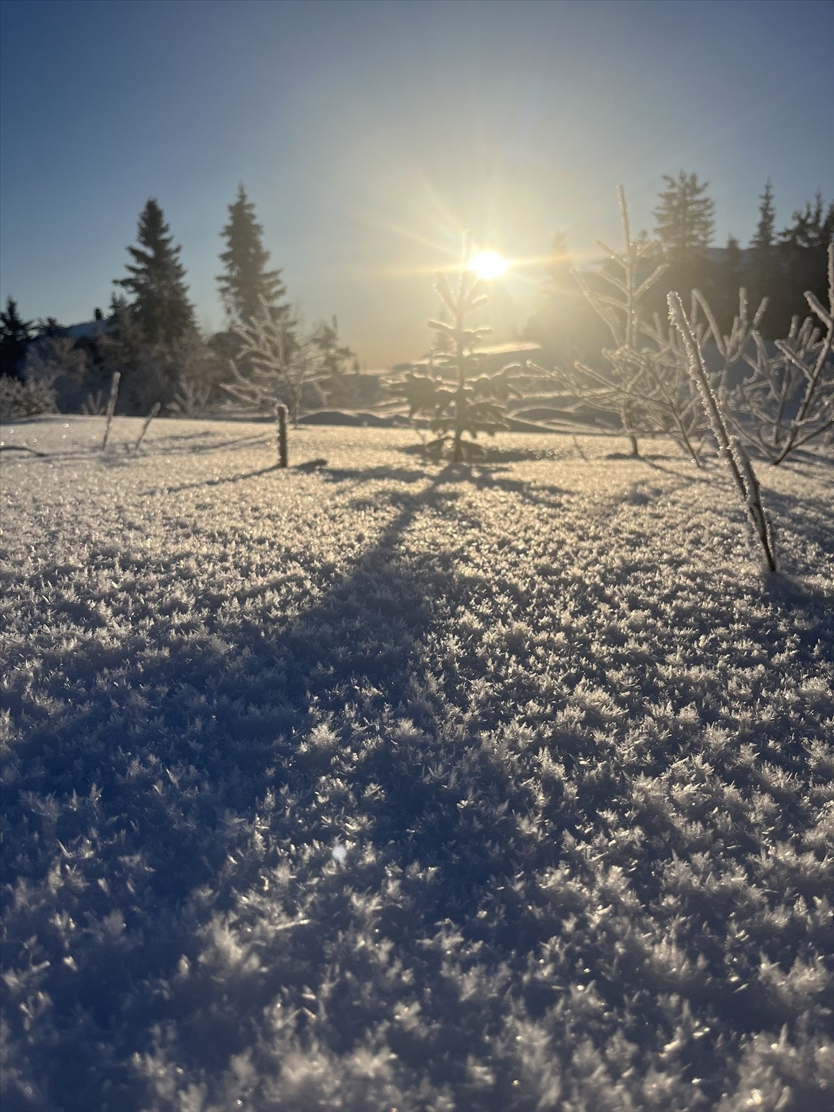 Selgers eget bilde. Galleribilde