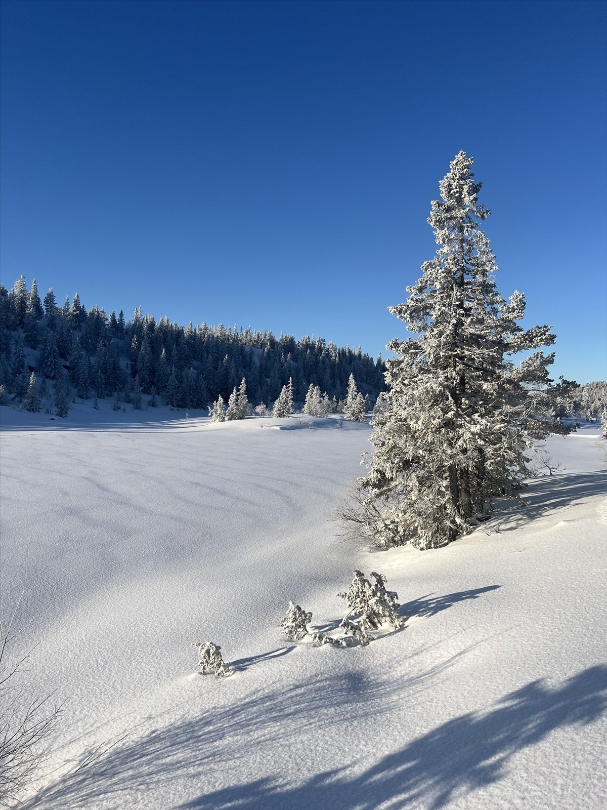 Selgers eget bilde. Galleribilde