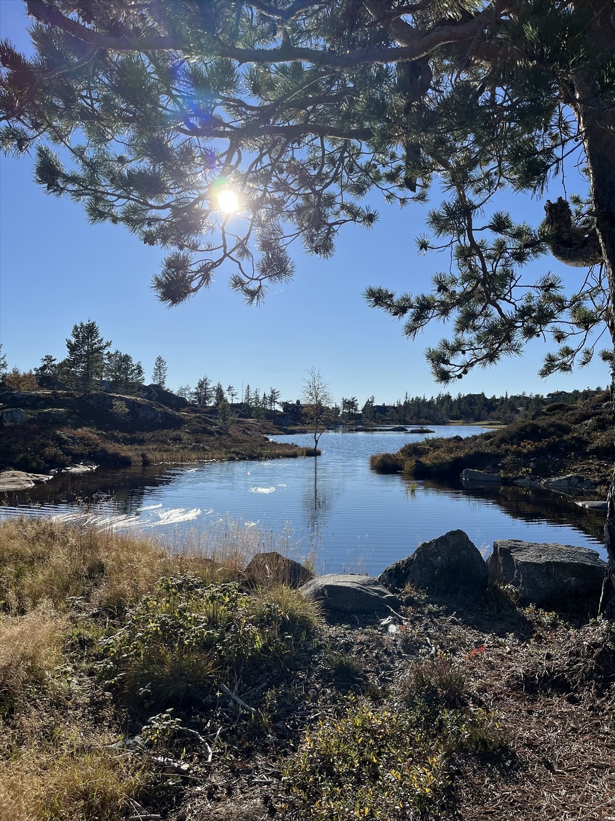 Selgers eget bilde. Galleribilde