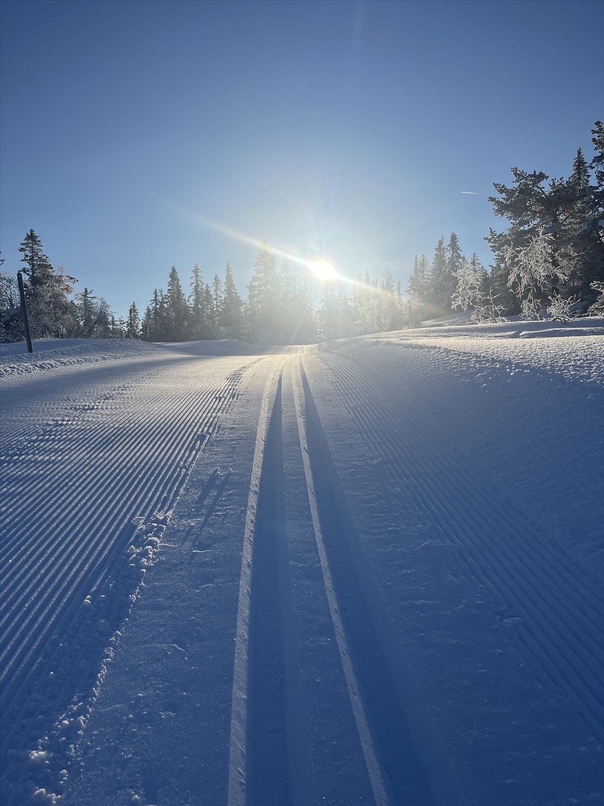 Selgers eget bilde. Galleribilde