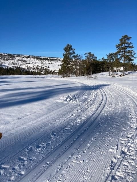 Tur- og flotte skiløyper i nære omgivelser. Havrefjell i bakgrunn. Galleribilde
