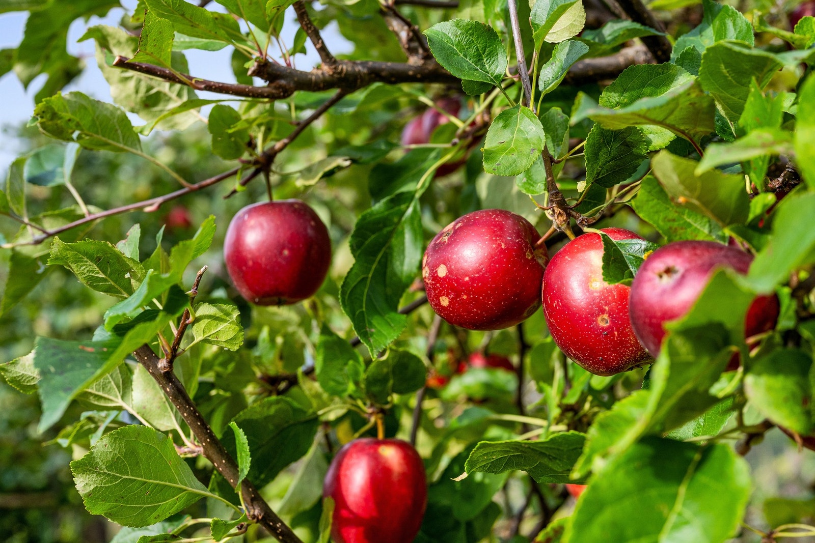 Kortreiste epler fra din egen hage. Galleribilde