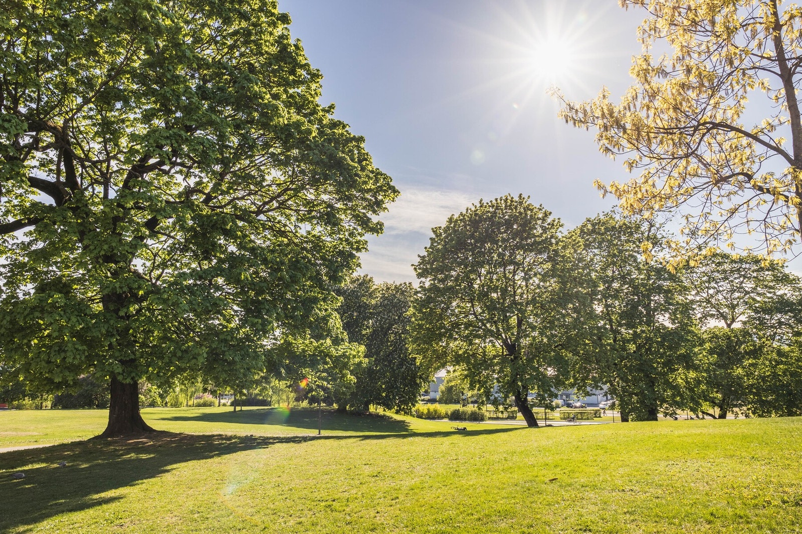 Gangavstand til flotte Tøyenparken. Galleribilde