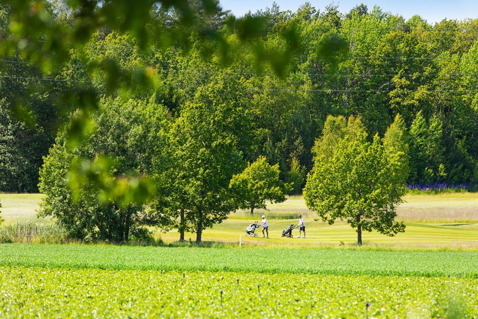 For den golfinteresserte ligger Nøtterøy golfbane med kort avstand fra eiendommen. Golfbanen på Borgheim har godt renommé og er videre kjent for sine flotte fasiliteter. Galleribilde