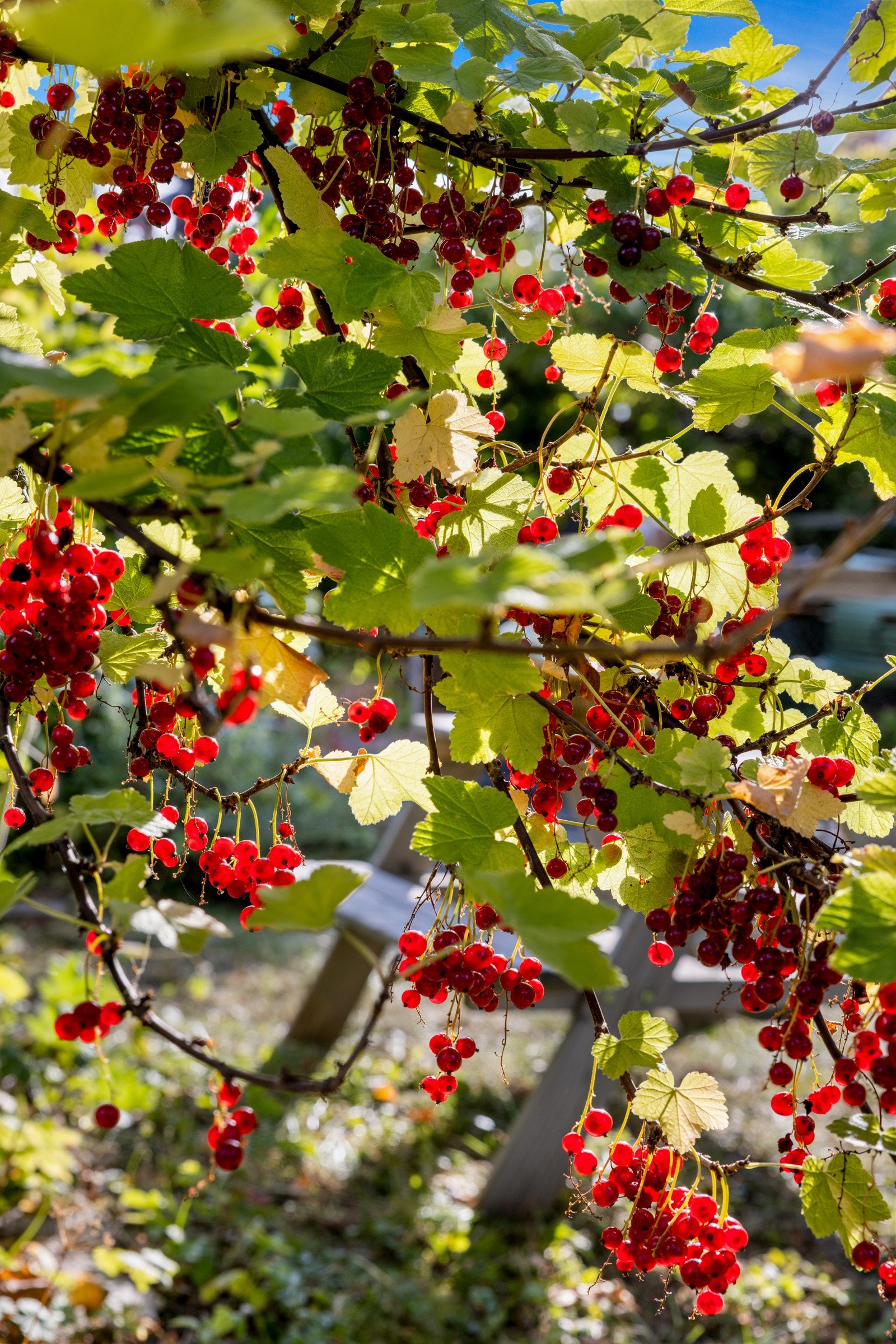 Bærbusker i hagen Galleribilde