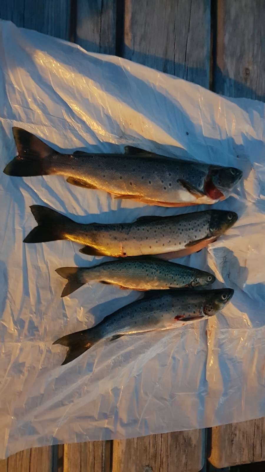 Fangst. Galleribilde