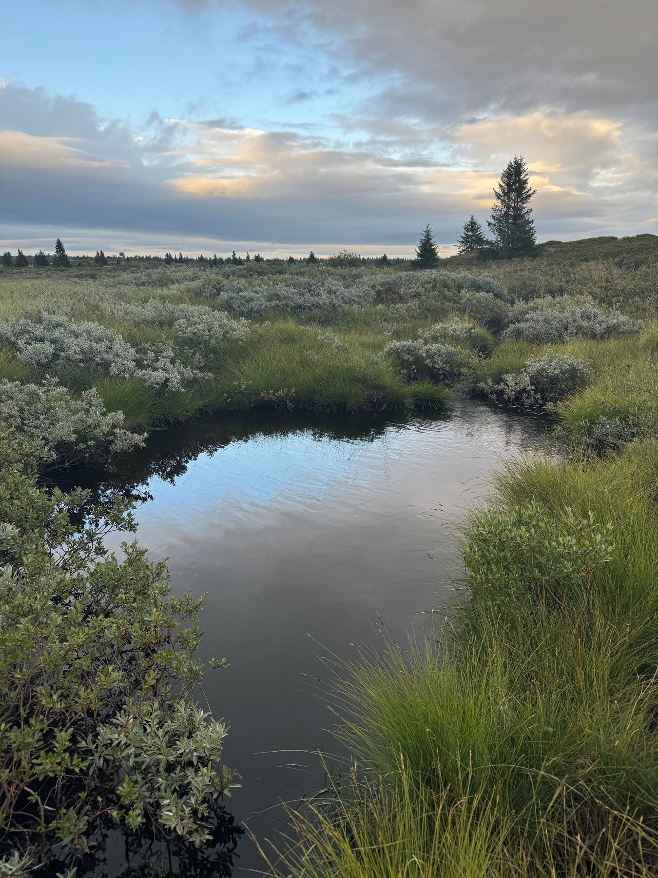 En kveldstur rindt stølslaget, ligger denne kulpen hvor det kan friste ta en liten avkjøling Galleribilde