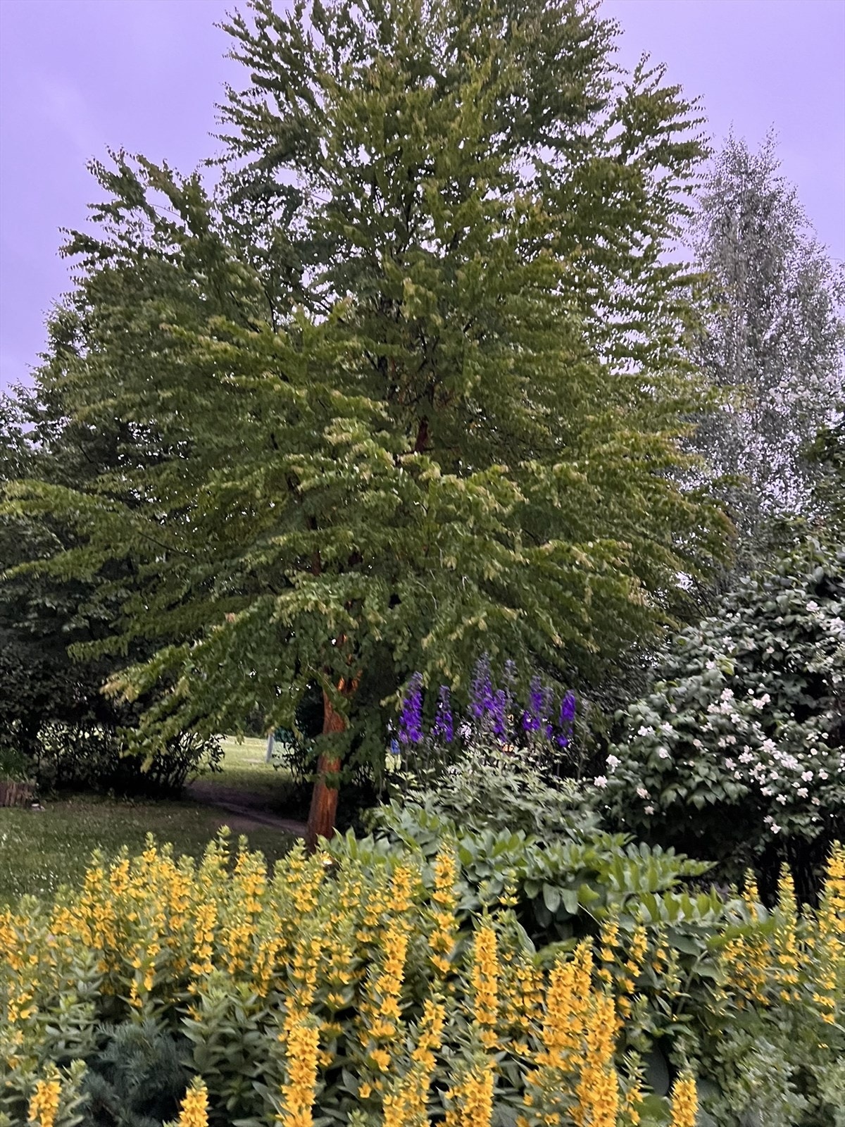 Bakgård Galleribilde