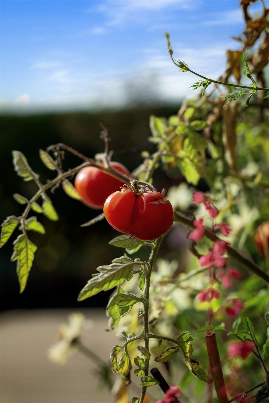 Drømmer du om din egen grønnsakshage? Det kan du få her! Galleribilde