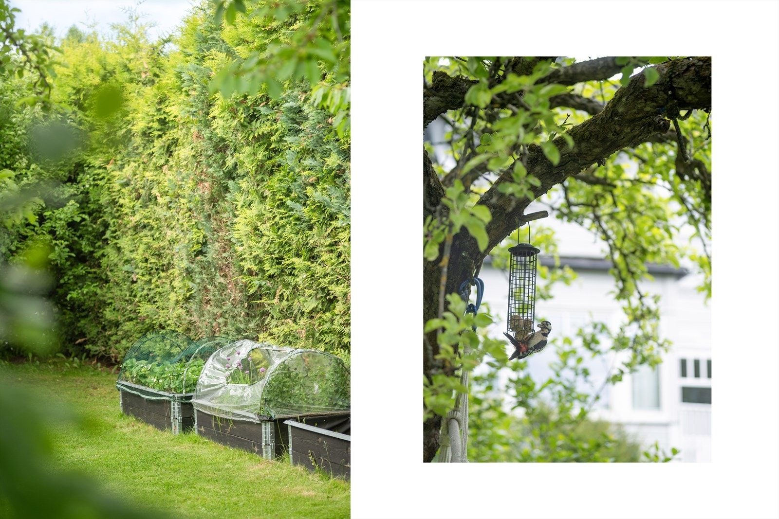 Stor hage pent opparbeidet med flere frukttrær og store plenarealer, noe som gjør den svært barnevennlig. Galleribilde