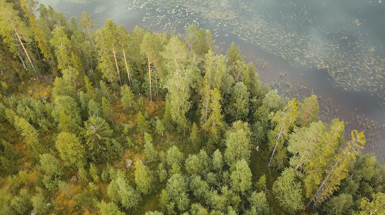 Skogsskiftet vid sjön Galleribilde