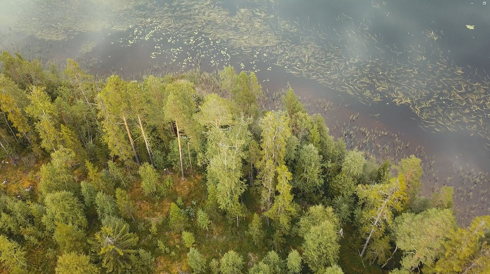 Skogsskiftet vid sjön Galleribilde
