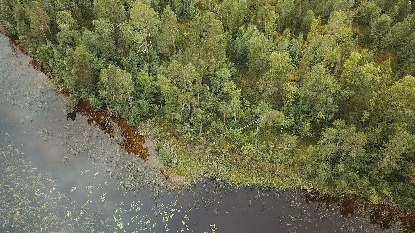 Skogsskiftet vid sjön Galleribilde