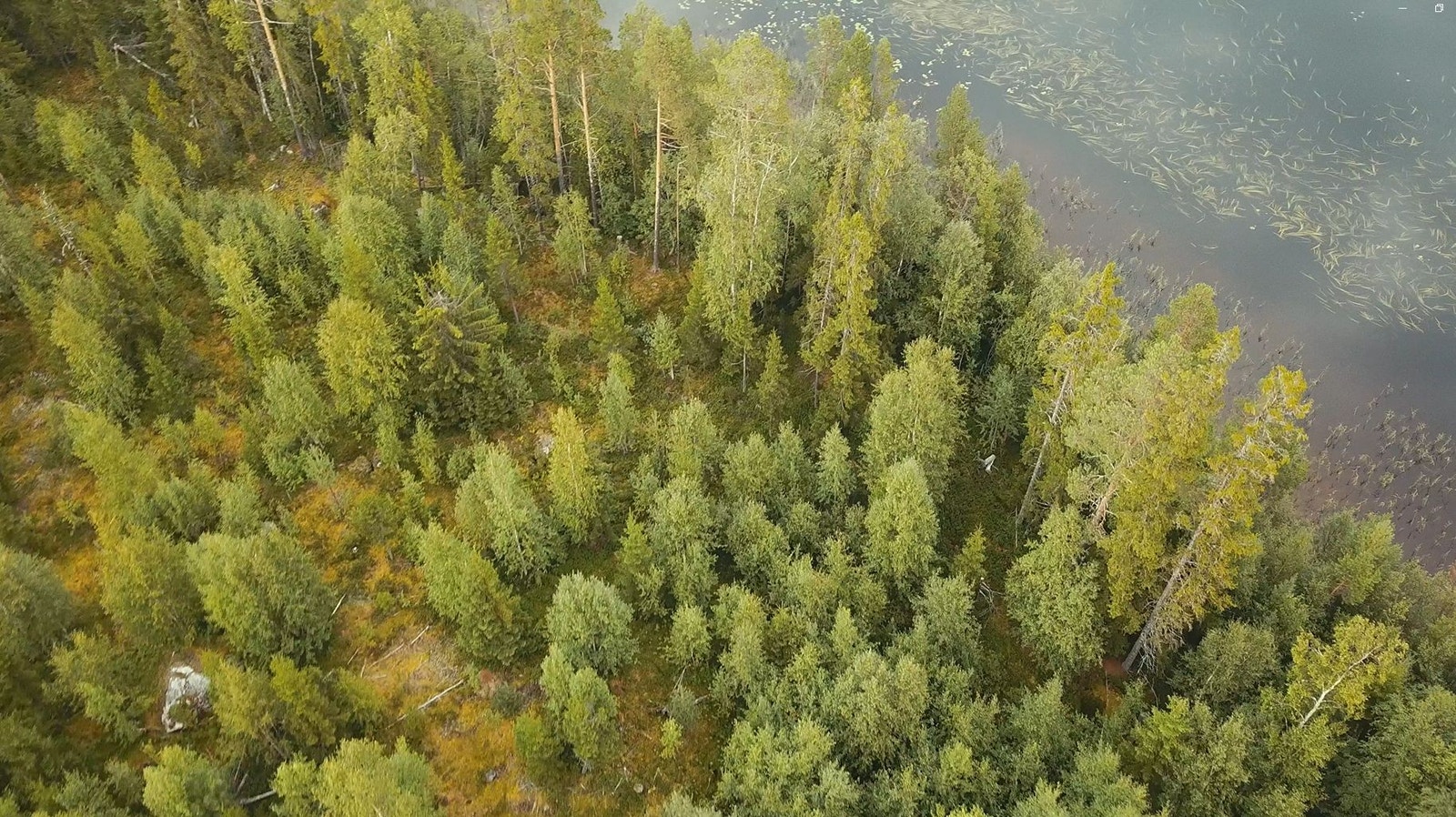 Skogsskiftet vid sjön Galleribilde