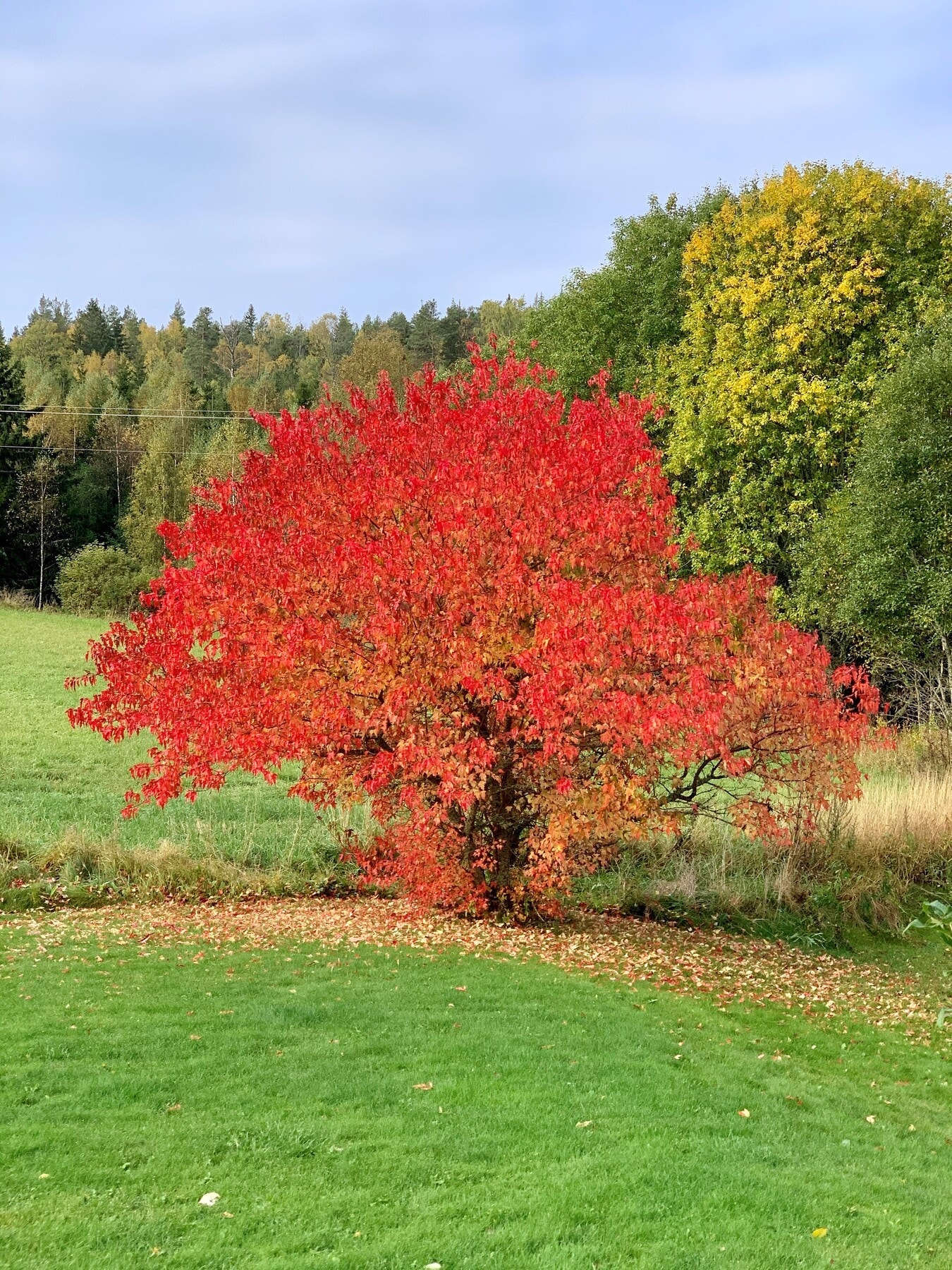 Privat bilde. Galleribilde