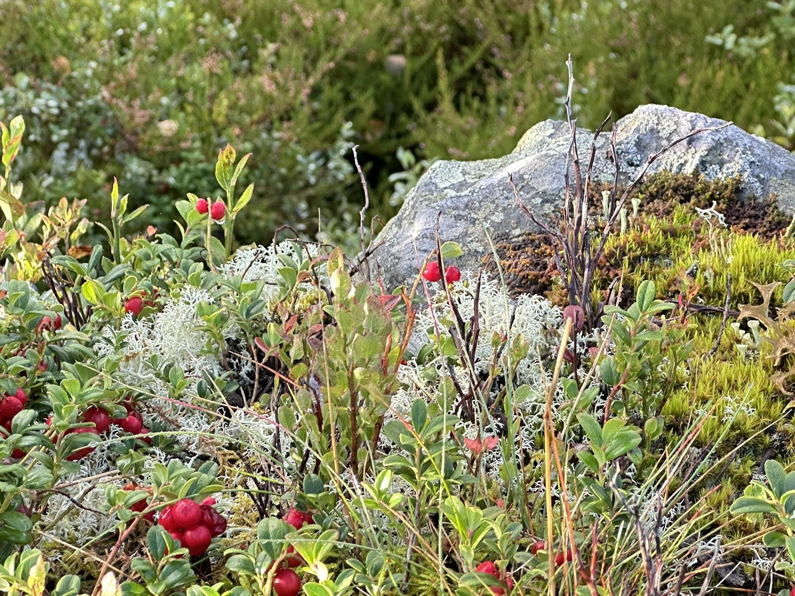 Selgers private bilder! Galleribilde