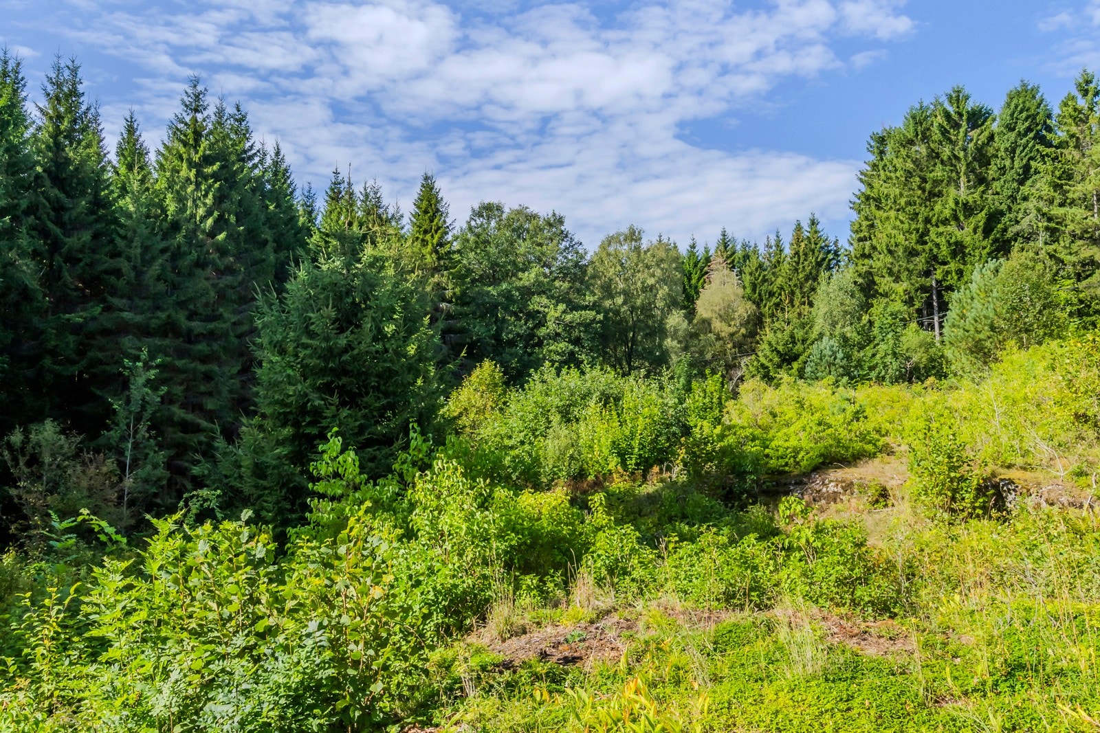 Tomten ligger i en liten sørvendt helning med noen naturlige platåer. Galleribilde