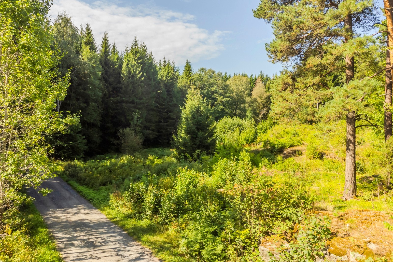 Bilde av veien og tomten i bakgrunn. Veien går til tomten og videre til parkeringsplass for turgåere som ligger ca 50 meter videre opp bakken. Galleribilde