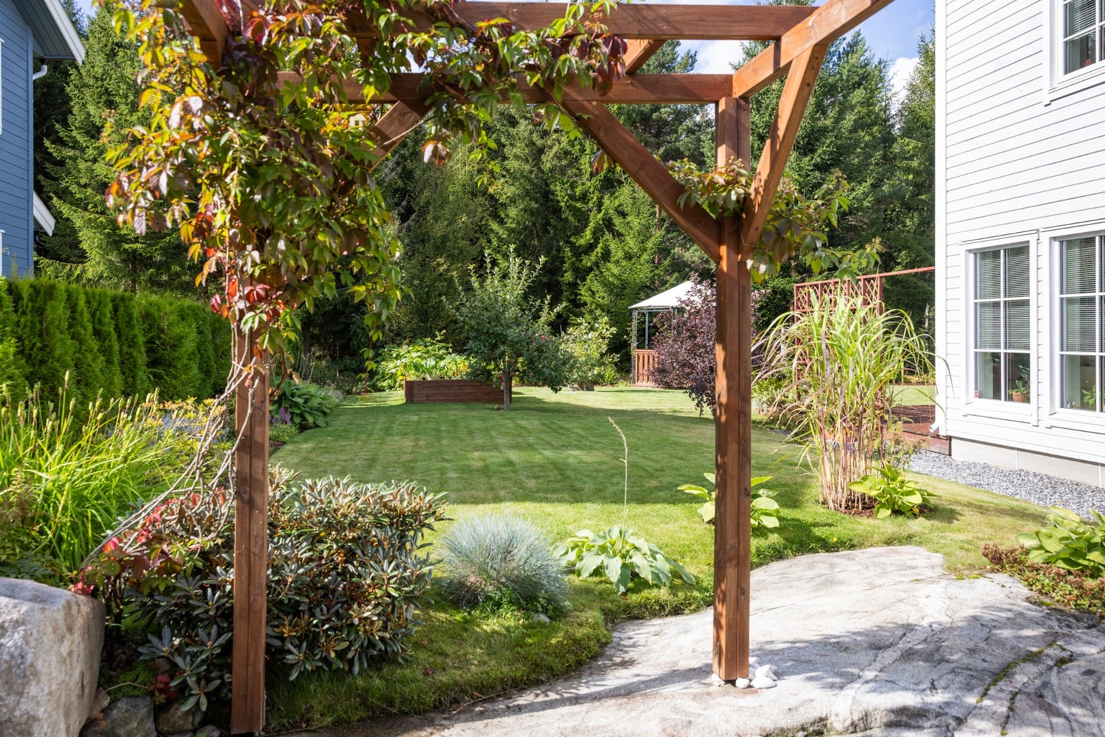 Pergola med drueplanter. Galleribilde