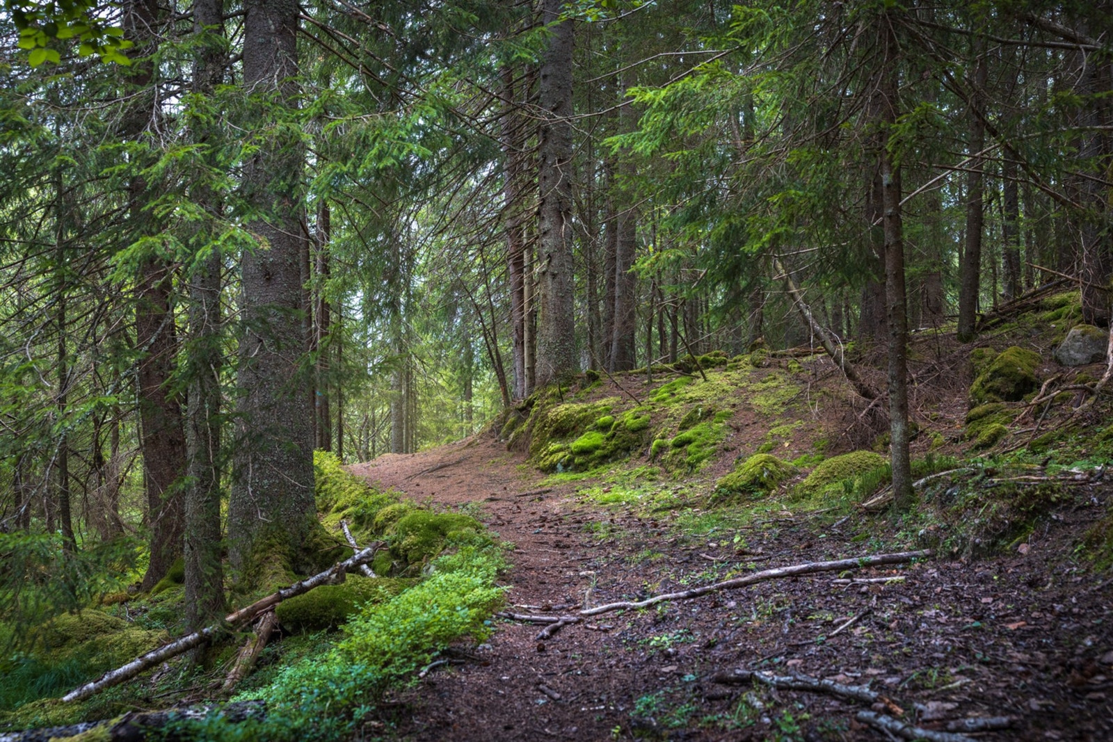 En av mange turstier i nærområdet Galleribilde