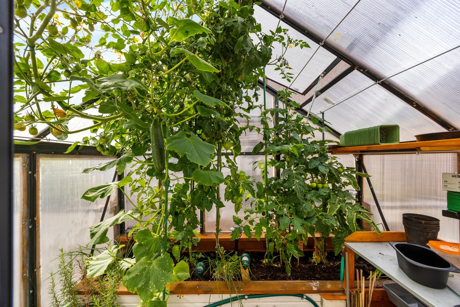 I gårdsrommet er det et lite koselig drivhus. Her kan plante sin egen mat som agurk og tomater. Galleribilde
