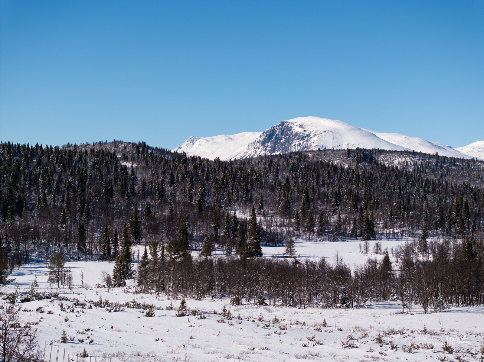Majestetiske Skogshorn Galleribilde