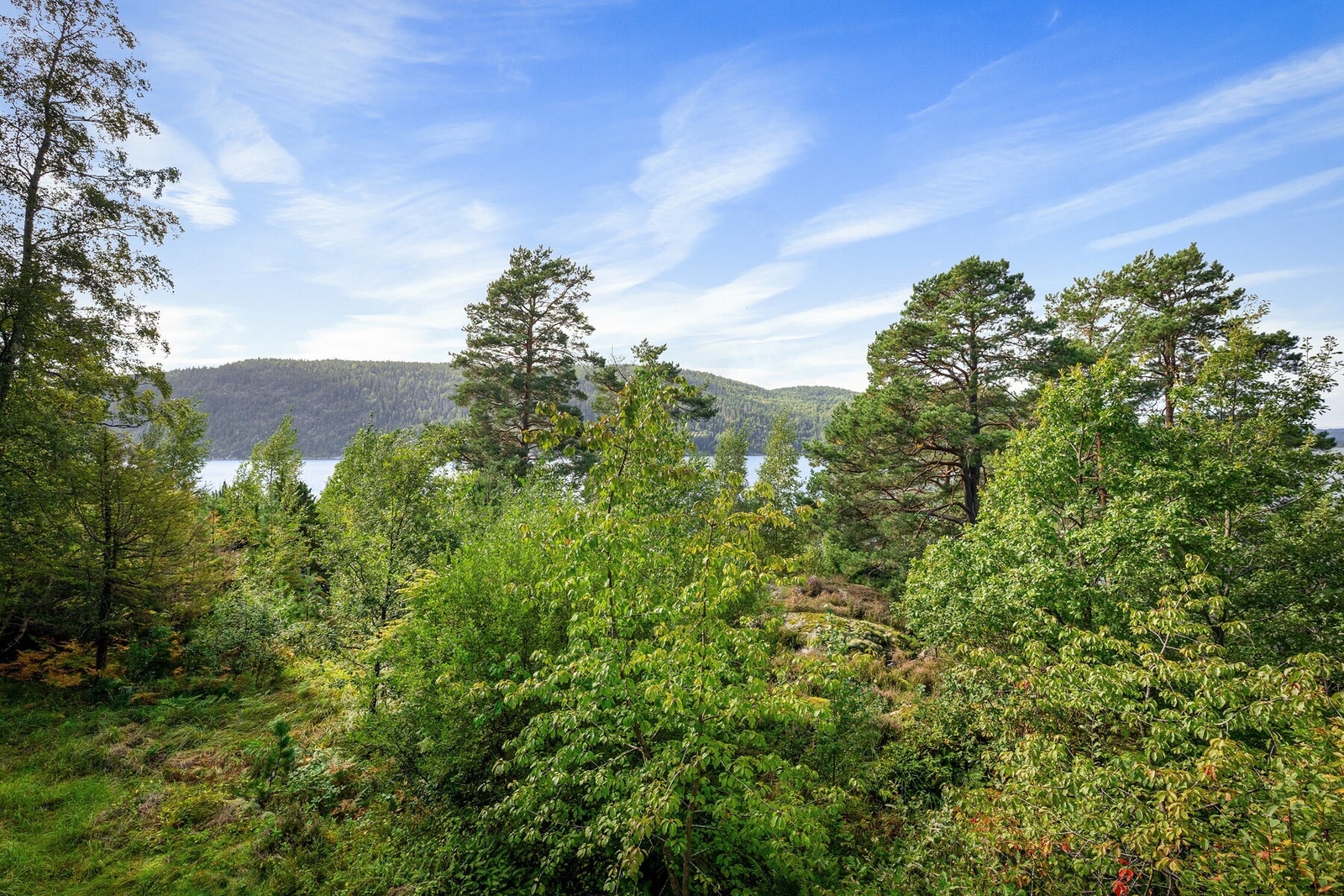 Tilleggstomten som medfølger salget. Tomten ligger mellom hytta og kommunens kultursti, og sikrer god skjerming Galleribilde