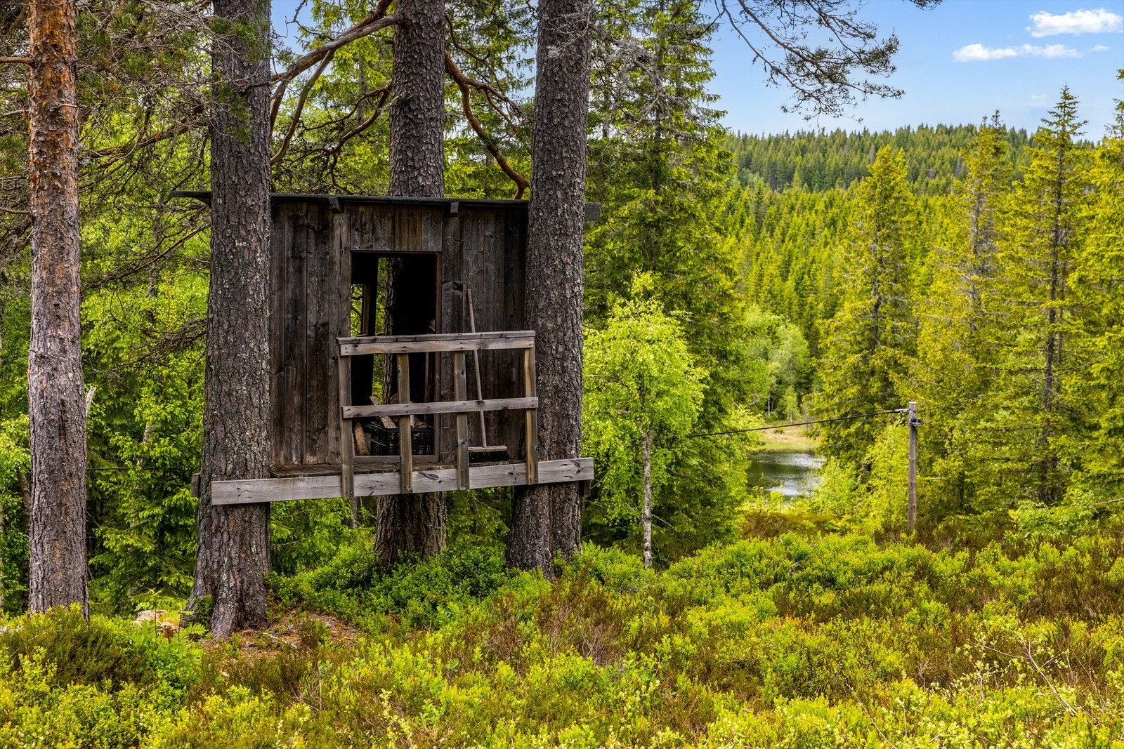 Trehytte Galleribilde