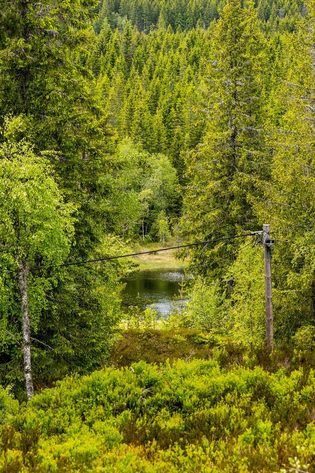 Fra hytta kan du se tjernet Galleribilde