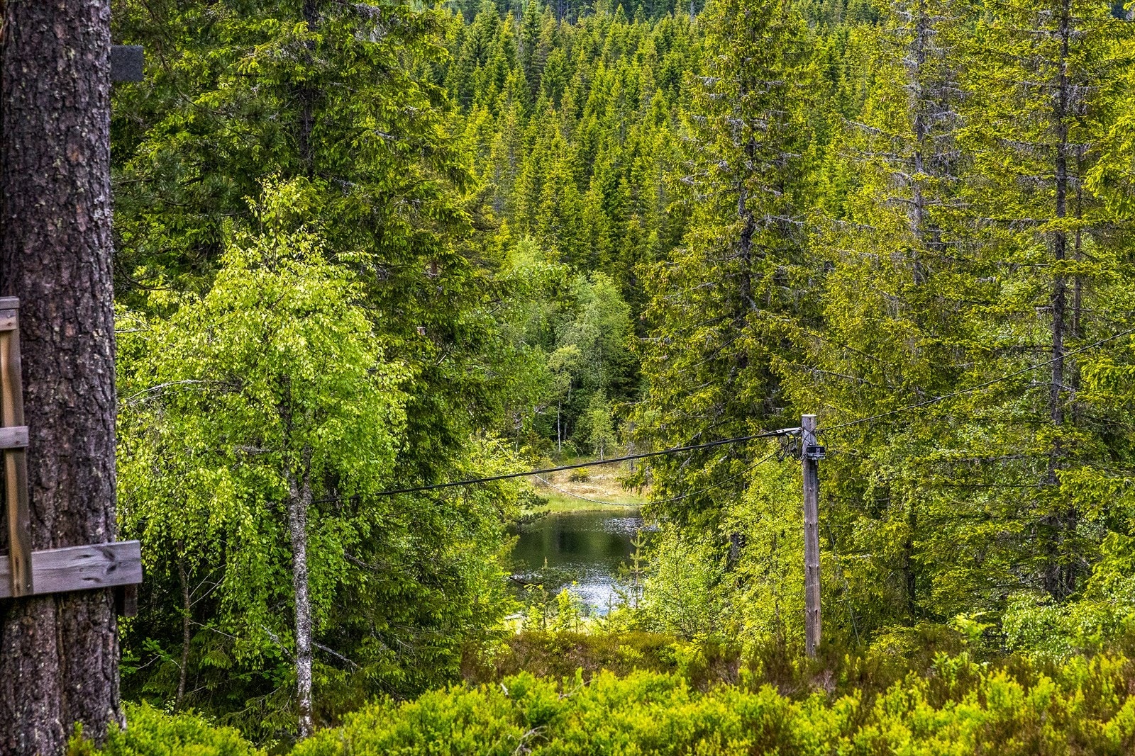 Utsikt til tjernet Galleribilde