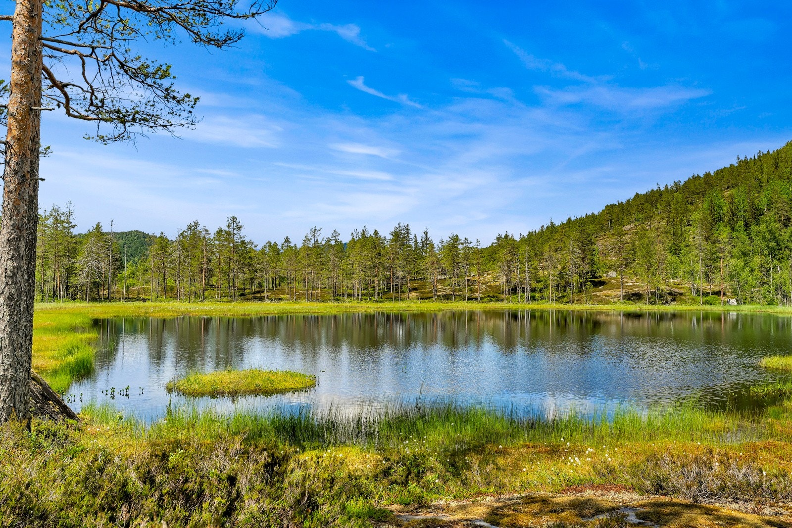 Lite idyllisk tjern på eiendommen Galleribilde