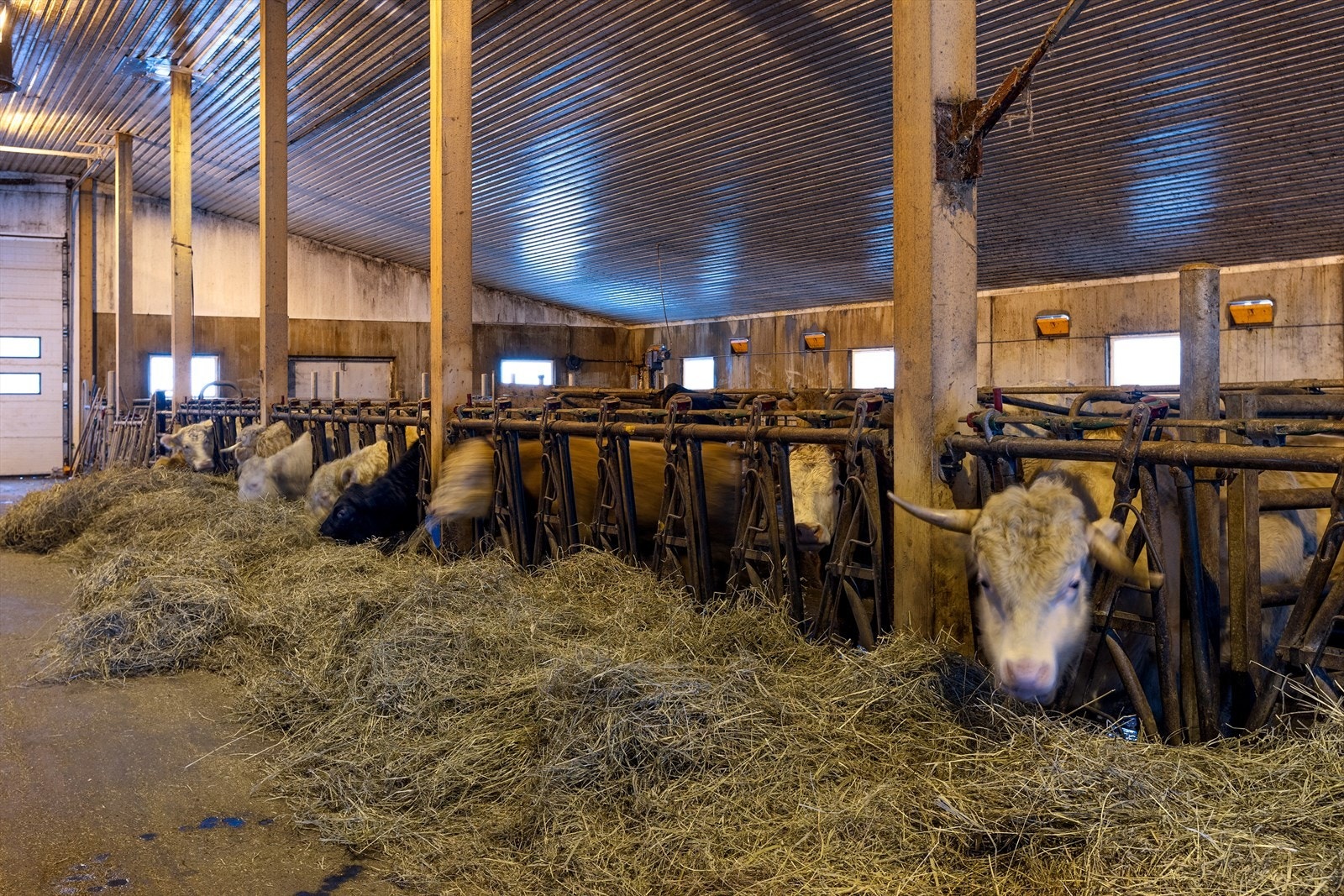 Det er liggebåser for 103 spiseplasser + kalve gjømmer Galleribilde