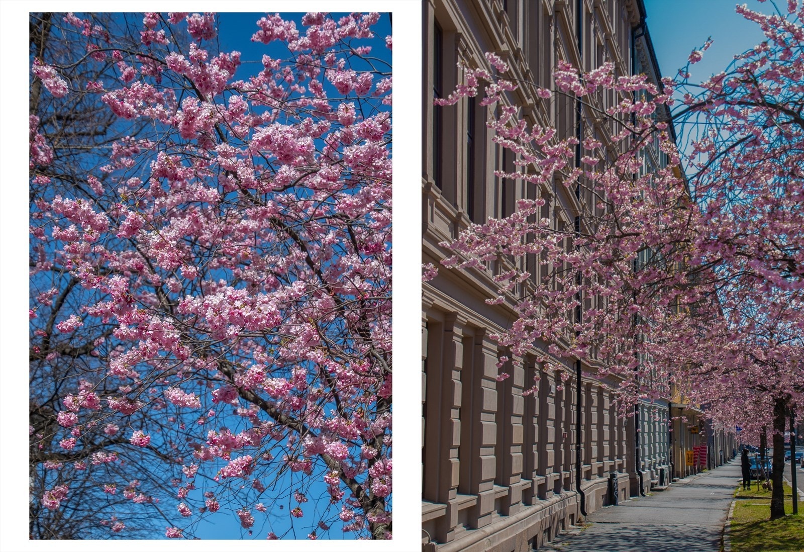 Det er plantet vakre rosemandeltrærer og hestekastanjer i Kjølberggata/Åkebergveien - når disse viser sin fine rosa farge er dette et sikkert vårtegn. Galleribilde