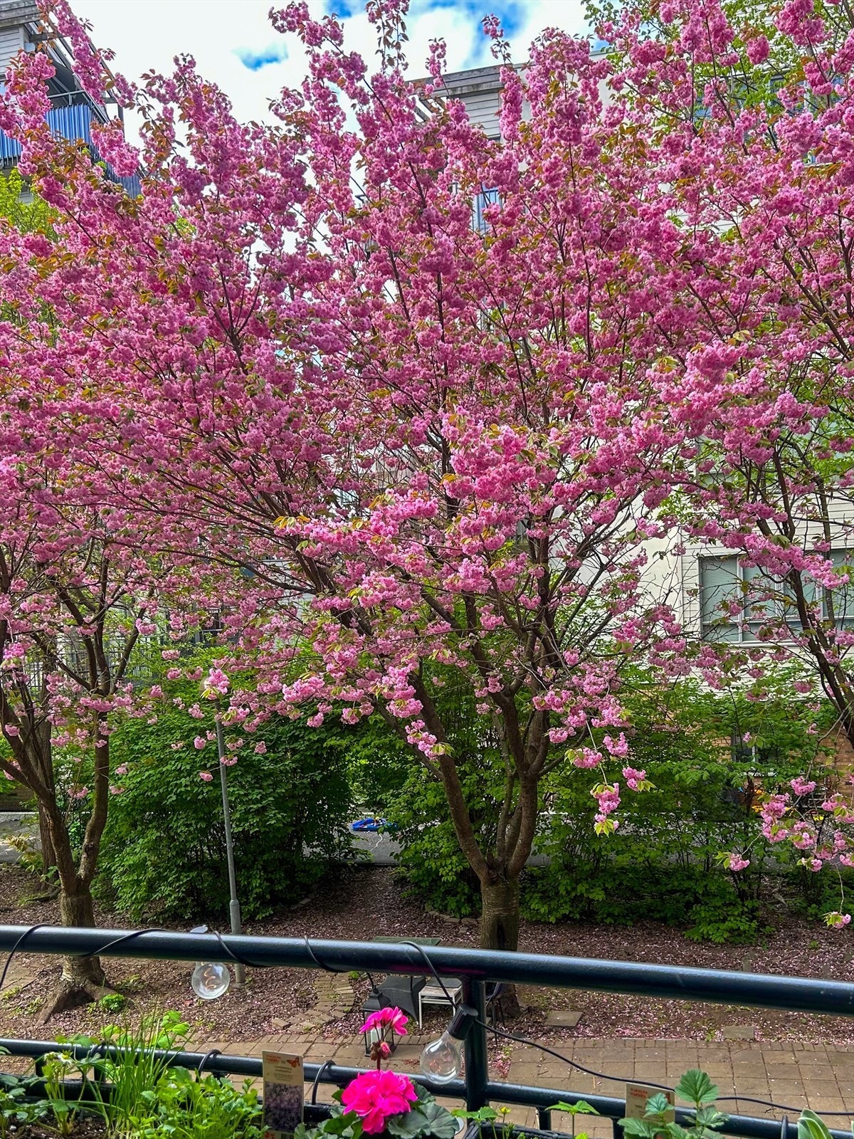 Når kirsebærtrærne blomstrer, får du et sjeldent flott skue rett utenfor balkongen - som å ha sin egen park hjemme Galleribilde