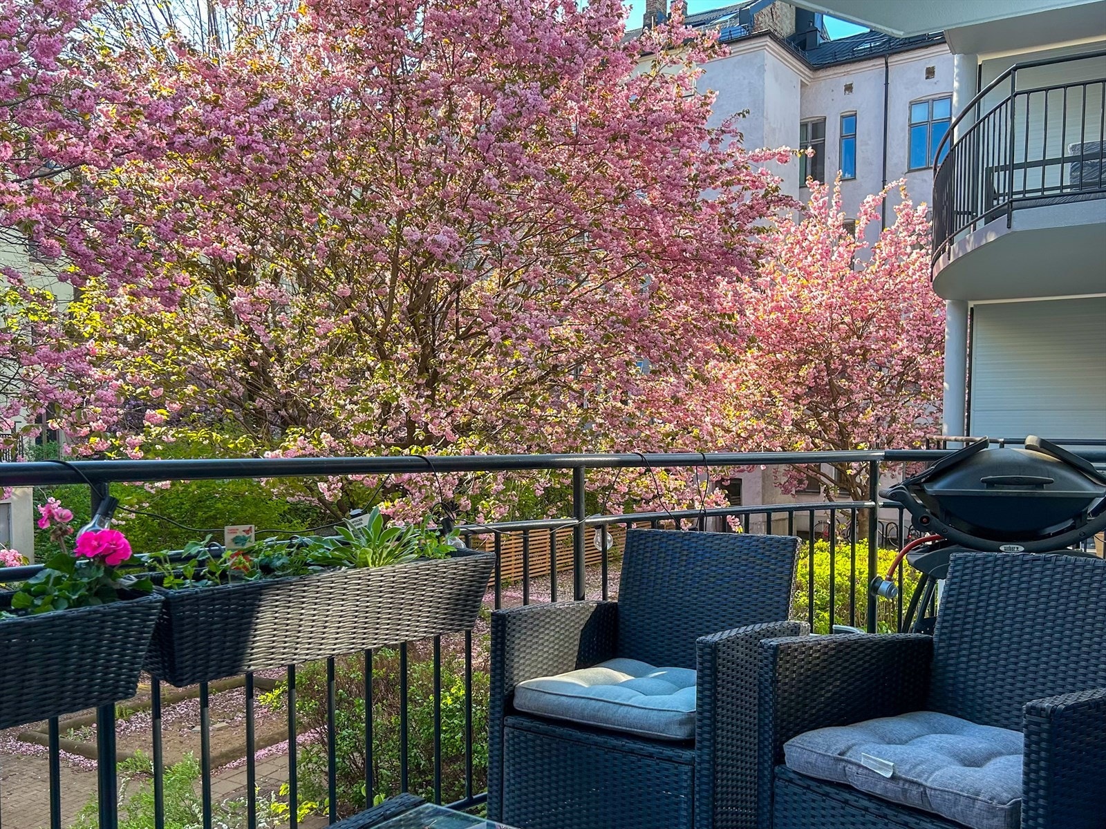 Fra april til mai er bakgården et vakkert syn, med kirsebærtrær i full blomst som skaper en unik atmosfære. Galleribilde