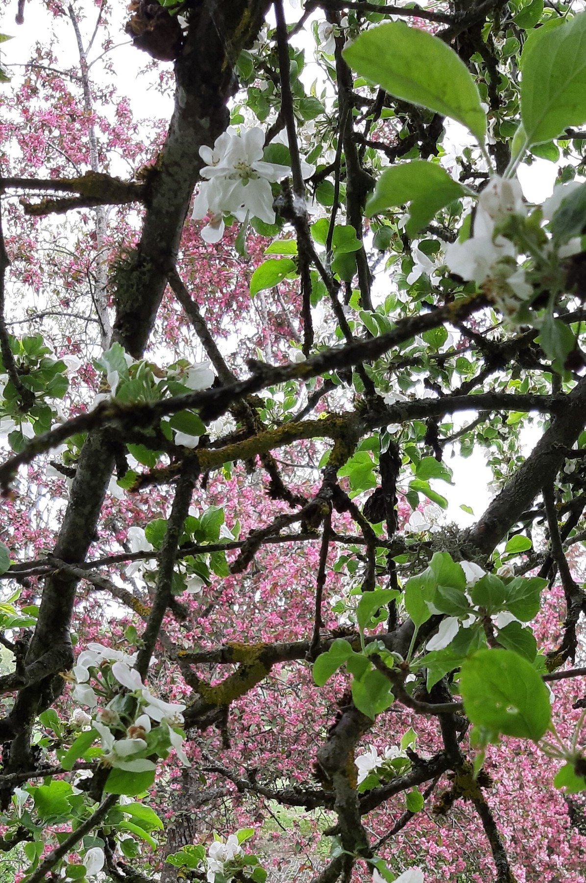 Selgers private bilder - flott hageanlegg med blomster, frukter og bær Galleribilde