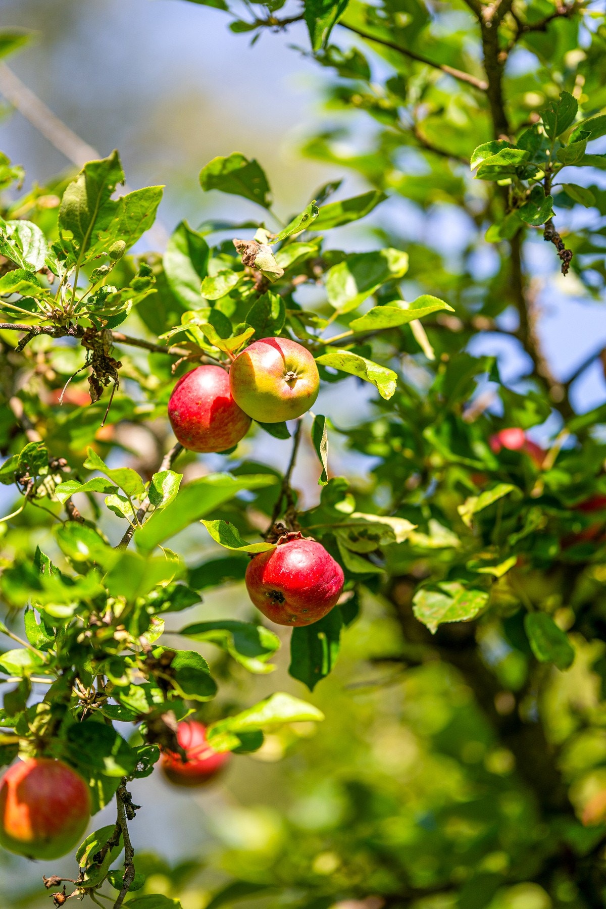 Fantastisk koselig hage med druer, bær, frukter og blomster Galleribilde