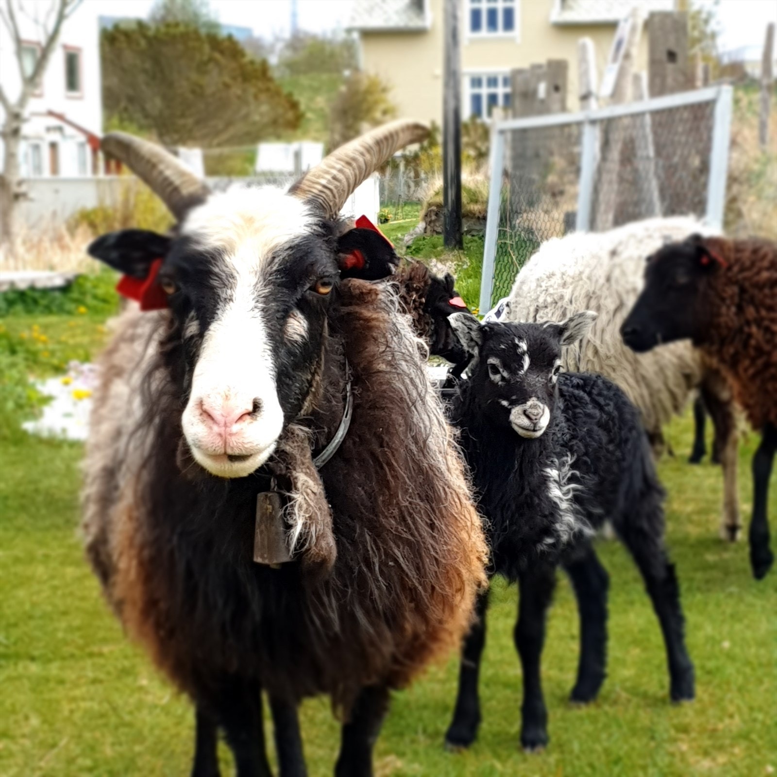 Villsau på Vibrandsøy Galleribilde