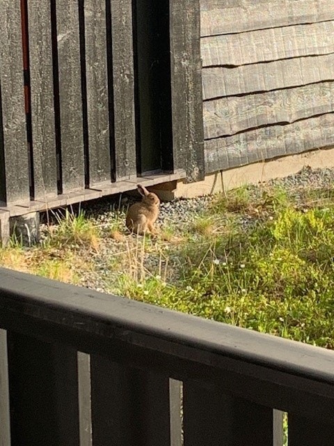 Selgers eget bilde Galleribilde