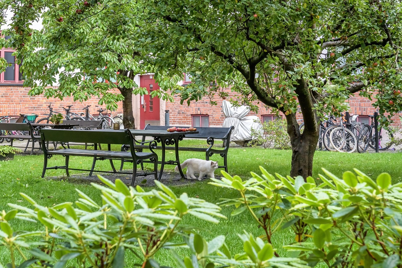 Parkmessig opparbeidet bakgård med morell- og epletrær, bærbusker, plen og blomsterbed. Galleribilde
