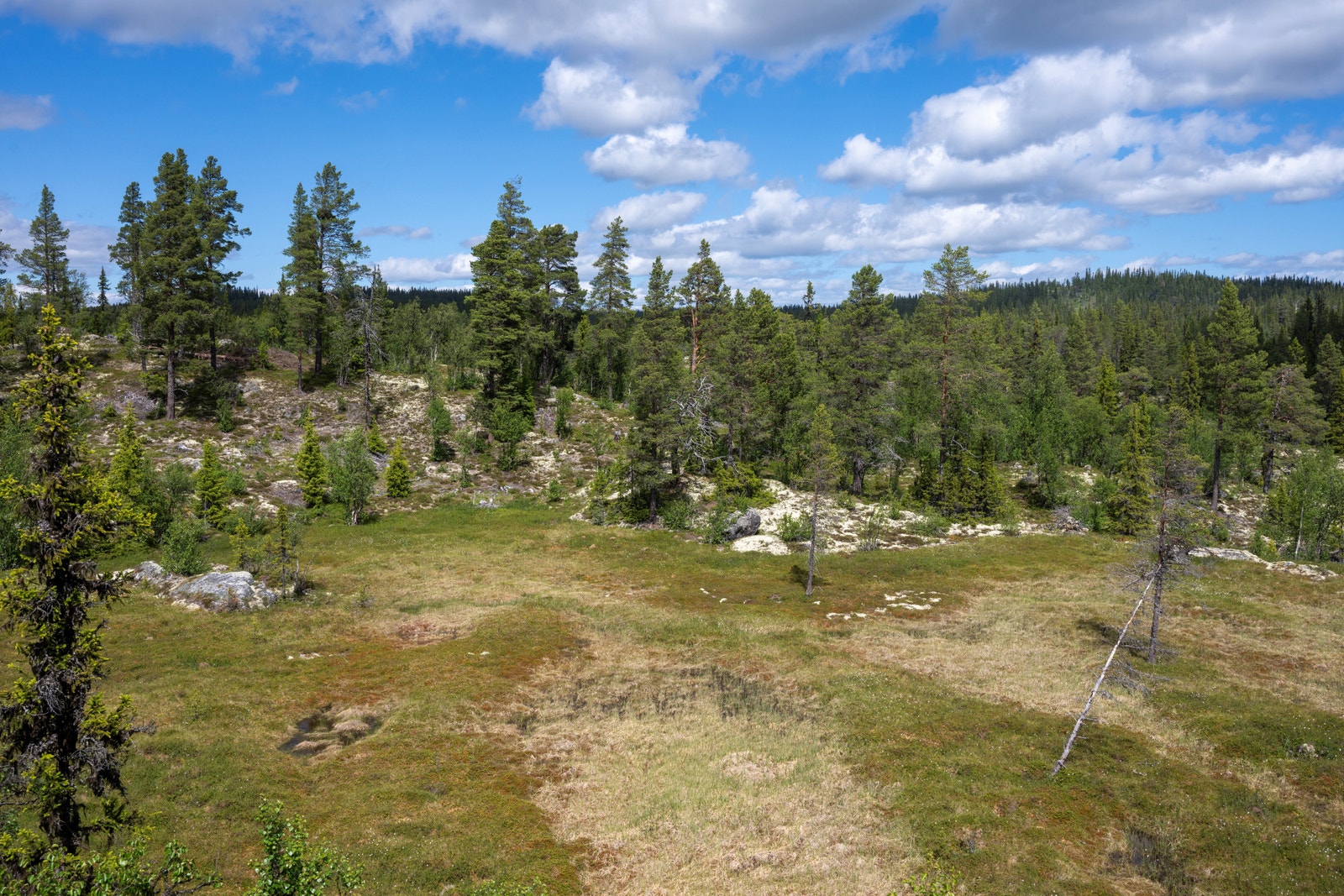 Tomt 3 ligger omtrent midt i bildet over myra Galleribilde