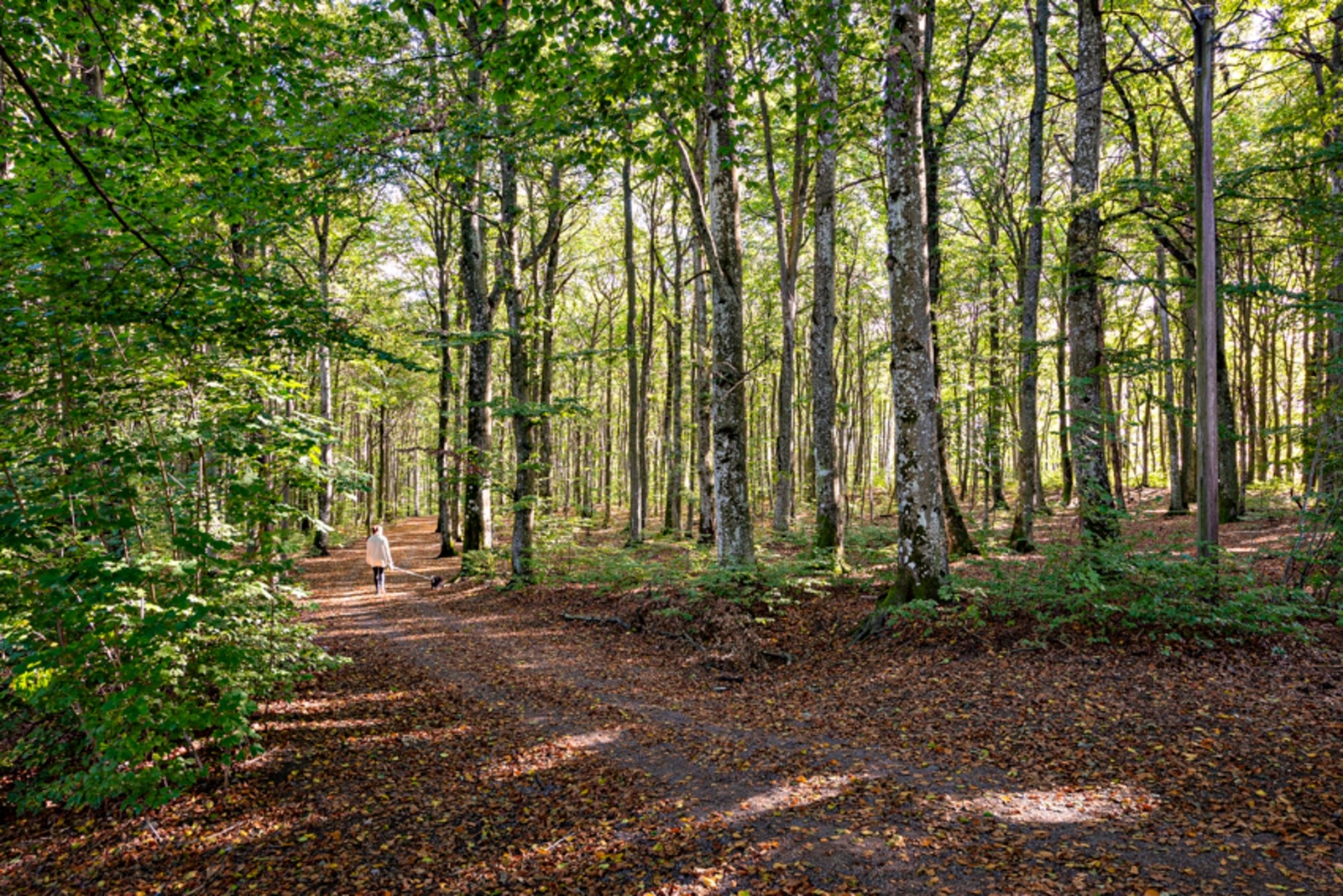I Moa har du fine turområder Galleribilde