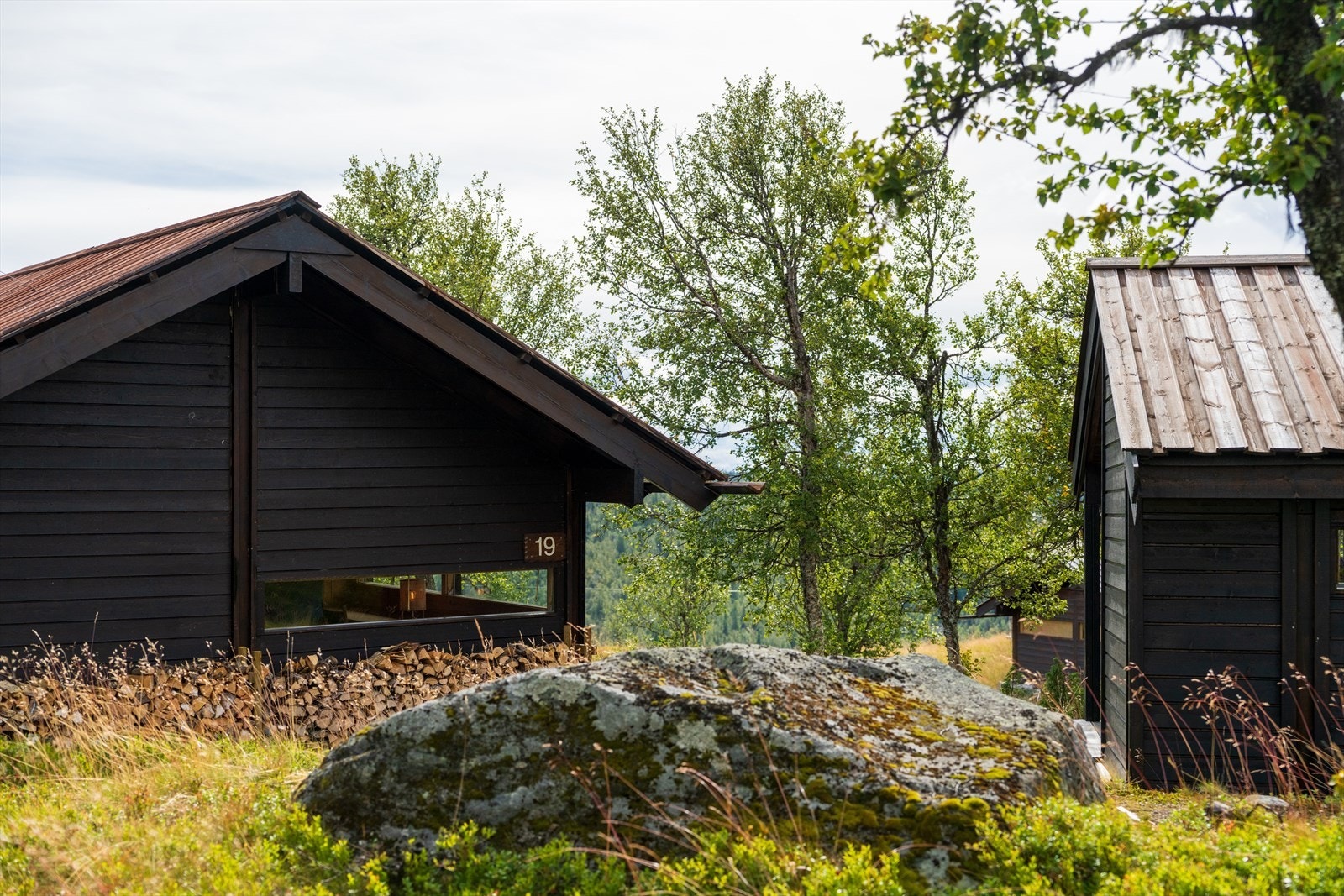 Vakker naturtomt med bær og sopp Galleribilde