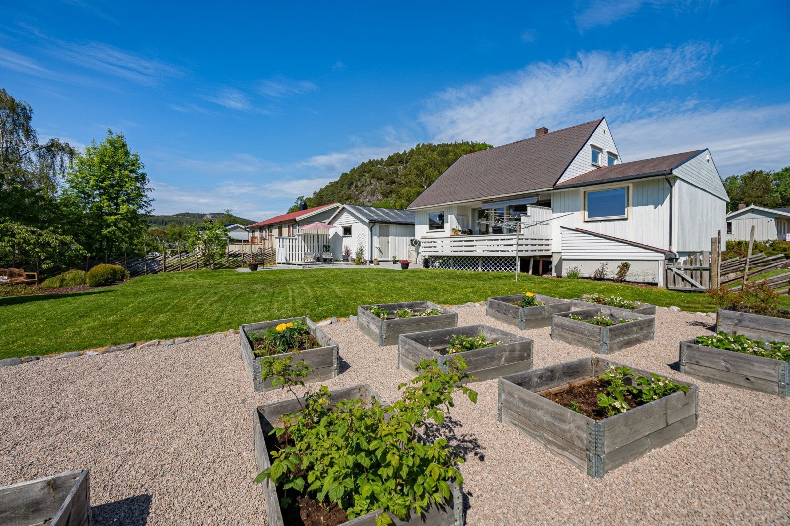 Grønnsakshage Galleribilde