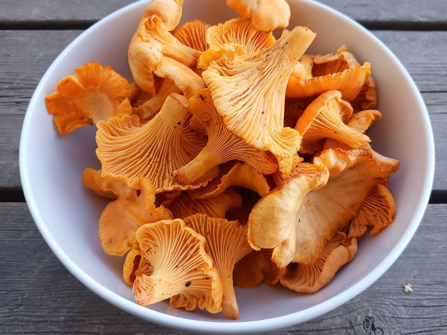 Kantareller fra egen tomt. Galleribilde