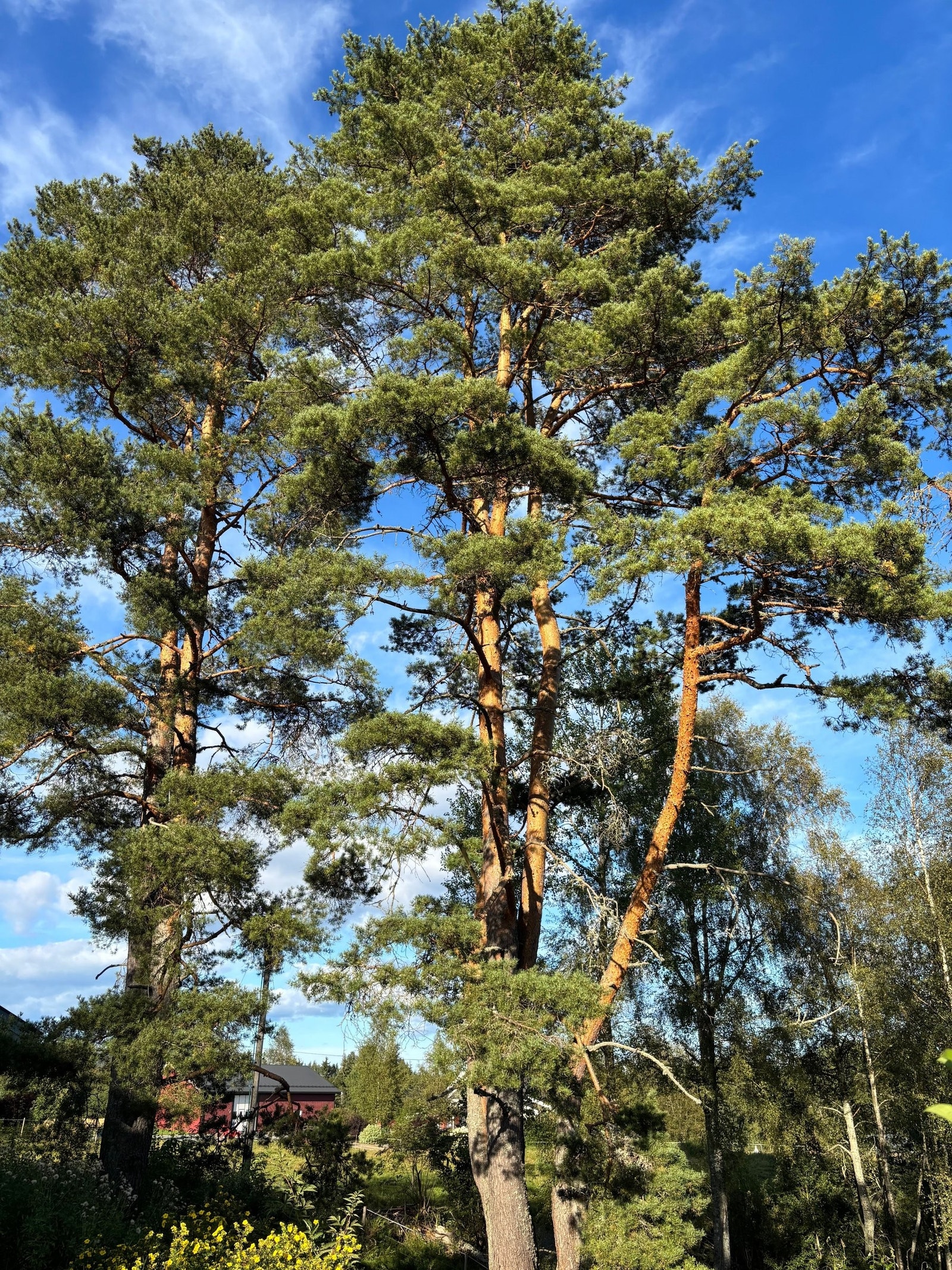 Furutrærne er gode å hvile blikket på. Galleribilde