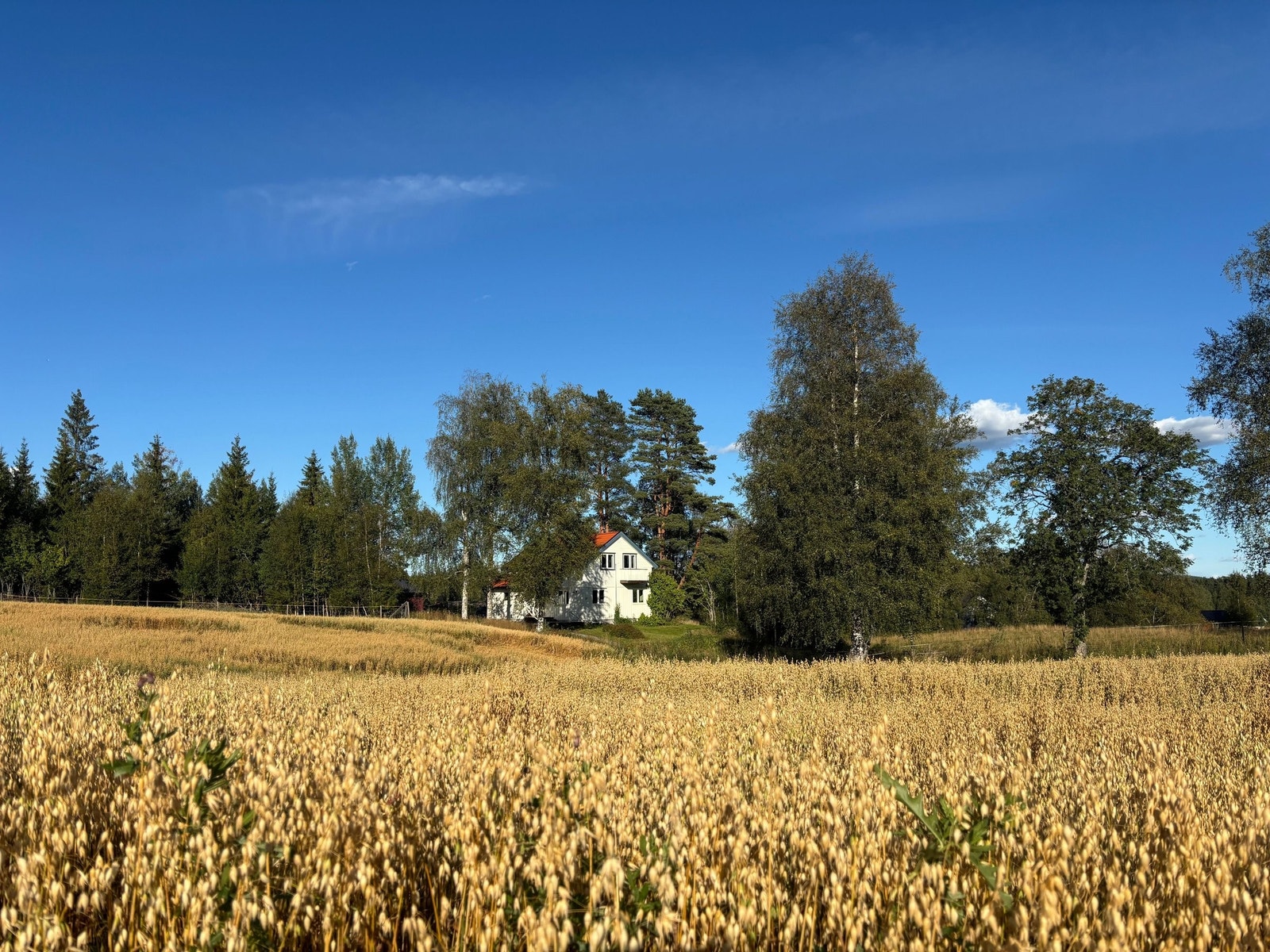 Omgitt av kornåkre, eng og skog. Galleribilde