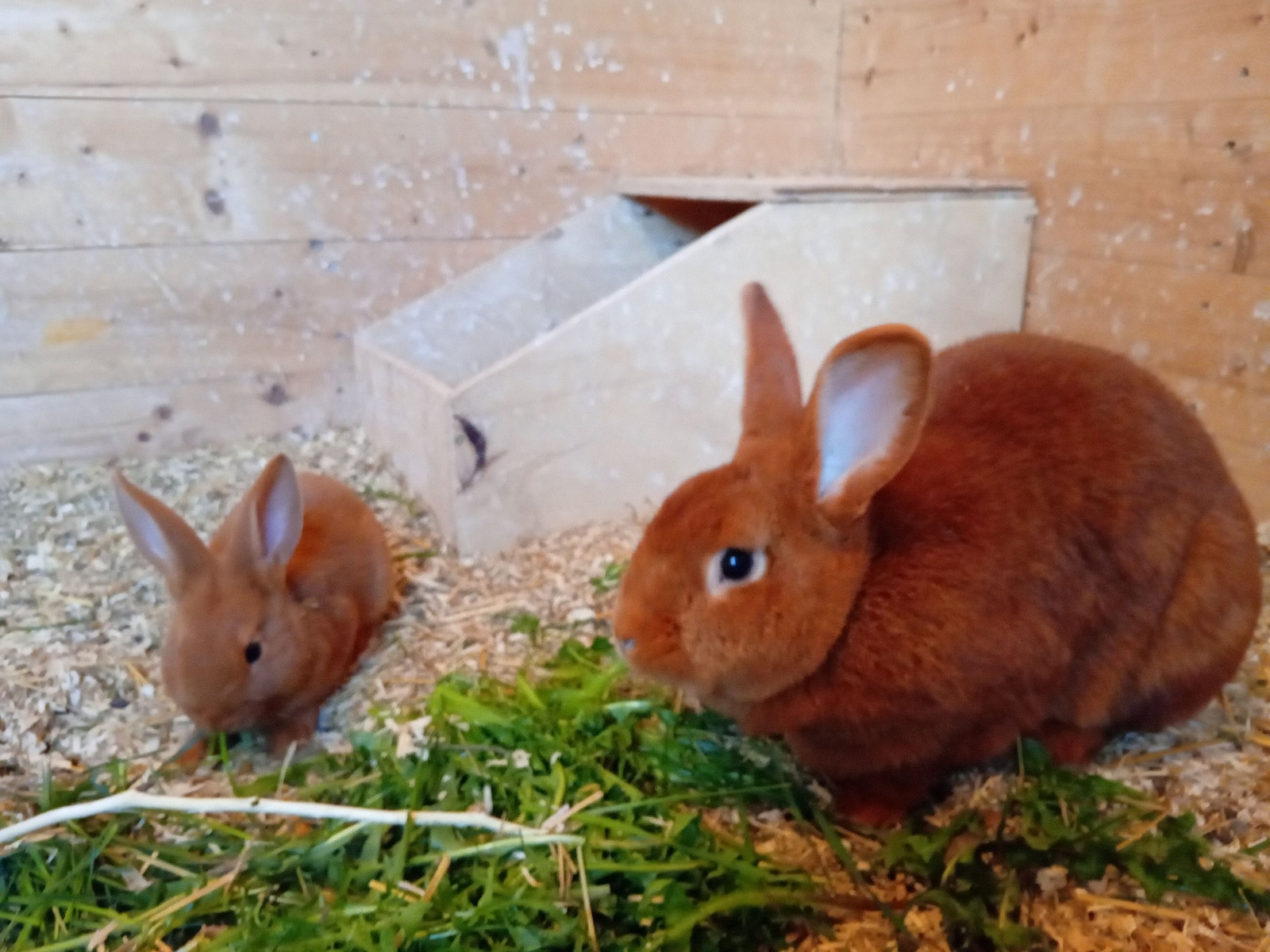 Uthuset er lunt og lyst. Her er det godt å være for både dyr og mennesker. Galleribilde